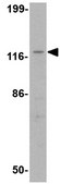Anti-Slitrk3 Antibody from rabbit, purified by affinity chromatography