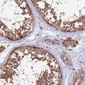Anti-MNS1 antibody produced in rabbit Prestige Antibodies® Powered by Atlas Antibodies, affinity isolated antibody, buffered aqueous glycerol solution