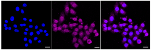 KD-Validated Anti Peptidylprolyl Isomerase A Antibody, clone 24GB905, Rabbit Monoclonal clone 24GB905, recombinant rabbit monoclonal, expressed in HEK293 cells