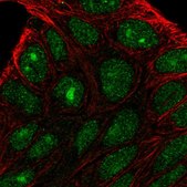 Anti-PRRG2 antibody produced in rabbit Prestige Antibodies® Powered by Atlas Antibodies, affinity isolated antibody, buffered aqueous glycerol solution