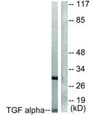 Anti-TGF α antibody produced in rabbit affinity isolated antibody