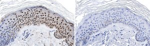Anti-RXR-alpha Antibody, clone 2I8 ZooMAb® Rabbit Monoclonal recombinant, expressed in HEK 293 cells