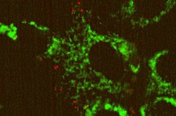 MitoLight Mitochondrial Apoptosis Detection Kit The MitoLight Apoptosis Detection Kit for flow cytometry utilizes a lipophilic cation, termed as MitoLight, as a mitochondrial activity marker.