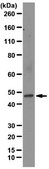 Anti-Desert hedgehog protein (DHH) Antibody, clone 19D7.2 clone 19D7.2, from mouse
