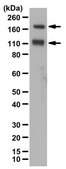 Anti-IGF-IRα subunit Antibody from chicken, purified by affinity chromatography