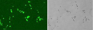 Disolución G-418 solution, =98% (TLC), suitable for transfection