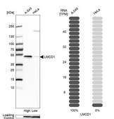 Anti-LMCD1 antibody produced in rabbit Prestige Antibodies® Powered by Atlas Antibodies, affinity isolated antibody, buffered aqueous glycerol solution