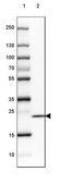 Anti-SPINK13 antibody produced in rabbit Prestige Antibodies® Powered by Atlas Antibodies, affinity isolated antibody, buffered aqueous glycerol solution