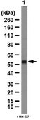 Anti-HNF-3A/ FOXA1 Antibody from rabbit, purified by affinity chromatography