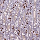 Anti-MCUB antibody produced in rabbit Prestige Antibodies® Powered by Atlas Antibodies, affinity isolated antibody, buffered aqueous glycerol solution