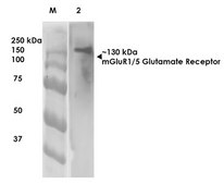 Monoclonal Anti-Synaptotagmin-7 - Atto 390 antibody produced in mouse clone S275-14, purified immunoglobulin