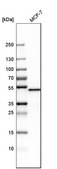 Anti-PSMC3 antibody produced in rabbit Prestige Antibodies® Powered by Atlas Antibodies, affinity isolated antibody, buffered aqueous glycerol solution