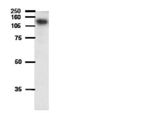 Anti-ATP-binding cassette Antibody, sub-family B (MDR/TAP), member 1A serum, Chemicon&#174;