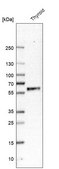 Anti-GFRA2 antibody produced in rabbit Prestige Antibodies® Powered by Atlas Antibodies, affinity isolated antibody, buffered aqueous glycerol solution