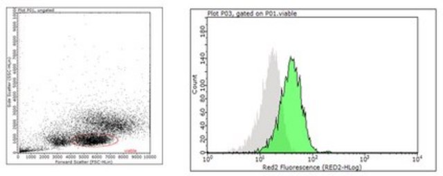 Anti-AIRE Antibody, clone Mab155 clone Mab155, 1&#160;mg/mL, from mouse