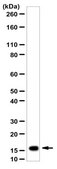 Anti-PNMT Antibody from rabbit, purified by affinity chromatography