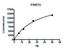 PRMT8 human recombinant, expressed in baculovirus infected Sf9 cells, ≥90% (SDS-PAGE)