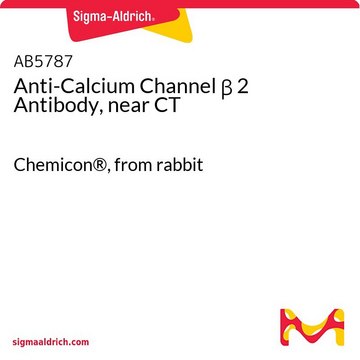 Anti-Calcium Channel &#946; 2 Antibody, near CT Chemicon&#174;, from rabbit