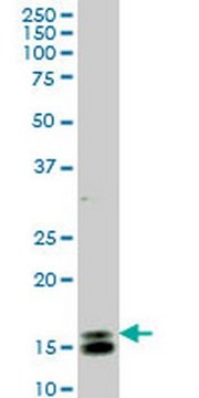 Anti-ID1 Mouse mAb (1F7) liquid, clone 1F7, Calbiochem&#174;