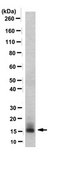 Anti-Histone H3, clone 1B1-B2 Antibody clone 1B1-B2, from mouse