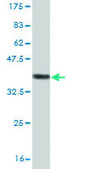Monoclonal Anti-RPS23 antibody produced in mouse clone 1E3, purified immunoglobulin, buffered aqueous solution