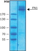 Fibronectin human foreskin fibroblasts lyophilized powder, suitable for cell culture