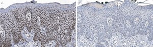 Anti-DNA-RNA hybrid Antibody, clone S9.6 ZooMAb® Mouse Monoclonal recombinant, expressed in HEK 293 cells