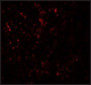 Anti-ZIP14 antibody produced in rabbit affinity isolated antibody, buffered aqueous solution