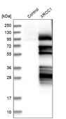 Anti-XRCC1 antibody produced in rabbit Prestige Antibodies® Powered by Atlas Antibodies, affinity isolated antibody, buffered aqueous glycerol solution