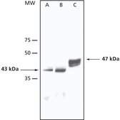 Anti-AtMPK3 antibody produced in rabbit affinity isolated antibody, buffered aqueous solution