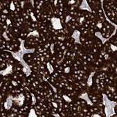 Anti-SAMM50 antibody produced in rabbit Prestige Antibodies® Powered by Atlas Antibodies, affinity isolated antibody, buffered aqueous glycerol solution