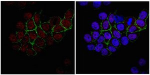 Anti-RNF168 Antibody from rabbit, purified by affinity chromatography