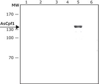 Anti-AsCas12a (Cpf1) antibody, Mouse monoclonal clone AsCpf-11, purified from hybridoma cell culture