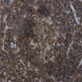 Anti-APBB1IP antibody produced in rabbit Prestige Antibodies® Powered by Atlas Antibodies, affinity isolated antibody, buffered aqueous glycerol solution