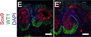 Anti-Sox9 Antibody Chemicon®, from rabbit