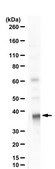 Anti-phospho-eIF-2α (Ser51) Upstate®, from rabbit