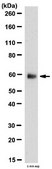 Anti-Neutral amino acid transporter (ASCT2) Antibody from rabbit, purified by affinity chromatography