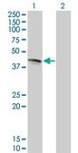 Monoclonal Anti-FAS antibody produced in mouse clone 2G3, purified immunoglobulin, buffered aqueous solution