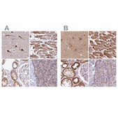 Anti-ATP5F1 antibody produced in rabbit Prestige Antibodies® Powered by Atlas Antibodies, affinity isolated antibody, buffered aqueous glycerol solution