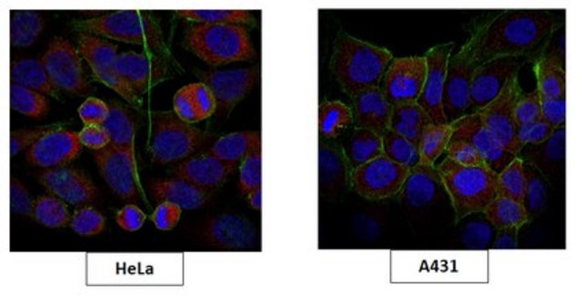 Anti-TICAM1 Antibody, clone 3D5.1 clone 3D5.1, from mouse