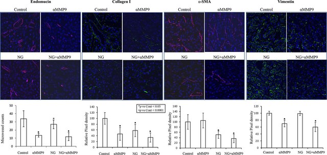 Anti-Endomucin Antibody, clone V.5C7 clone V.5C7, from rat