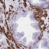 Anti-GRXCR2 antibody produced in rabbit Prestige Antibodies® Powered by Atlas Antibodies, affinity isolated antibody, buffered aqueous glycerol solution