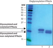 Interferon Alpha 2A human recombinant, expressed in HEK 293 cells, ≥98% (SDS-PAGE), lyophilized powder