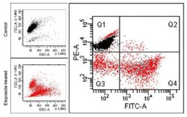 BioTracker™ Mito Membrane Potential Live Cell Detection Kit