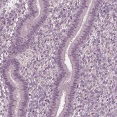 Anti-FAM71A antibody produced in rabbit Prestige Antibodies® Powered by Atlas Antibodies, affinity isolated antibody, buffered aqueous glycerol solution