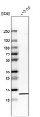 Anti-RPA3 antibody produced in rabbit Prestige Antibodies® Powered by Atlas Antibodies, affinity isolated antibody, buffered aqueous glycerol solution