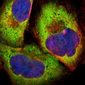 Anti-PPP2R5E antibody produced in rabbit Prestige Antibodies® Powered by Atlas Antibodies, affinity isolated antibody, buffered aqueous glycerol solution