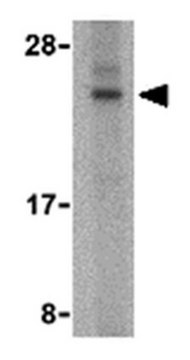 Anti-BANF1 Antibody from rabbit, purified by affinity chromatography