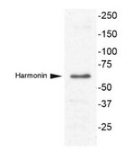 Anti-Harmonin (Ush1C) from rabbit, purified by affinity chromatography