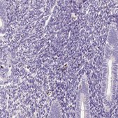Anti-DPPA4 antibody produced in rabbit Prestige Antibodies® Powered by Atlas Antibodies, affinity isolated antibody, buffered aqueous glycerol solution